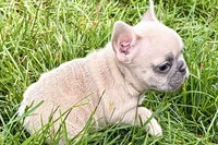 Jade, a female French Bulldog for sale in Sturgis, MI – 4 of 9