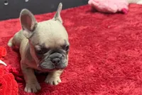 Wendy, a female French Bulldog for sale in Sturgis, MI – 9 of 10