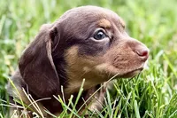 Wiggles , a female Dachshund for sale in Sturgis, MI – 2 of 7