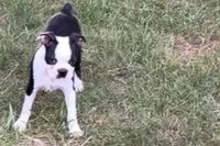 Nyla, a female Boston Terrier for sale in Sturgis, MI – 3 of 4