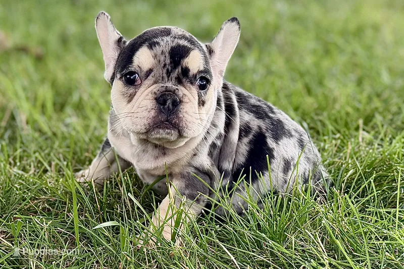 Abby – French Bulldog puppy for sale in Sturgis, MI