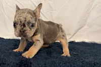 Fern, a female French Bulldog for sale in Sturgis, MI – 2 of 9
