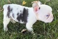 Ona , a female French Bulldog for sale in Sturgis, MI – 8 of 9