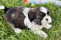 Vada, a female Shih Tzu for sale in Sturgis, MI – 8 of 10