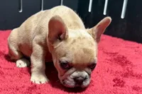 Lacy, a female French Bulldog for sale in Sturgis, MI – 9 of 10