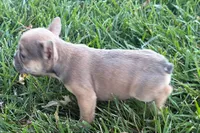 Naomi, a female French Bulldog for sale in Sturgis, MI – 2 of 7