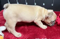 Yack, a  French Bulldog for sale in Sturgis, MI – 6 of 6