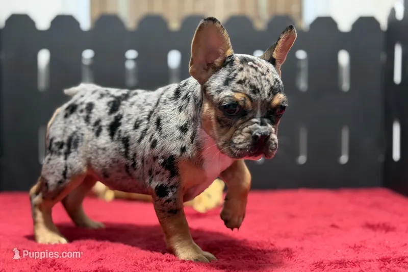 Frick – French Bulldog puppy for sale in Sturgis, MI