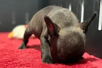 Dawn, a female French Bulldog for sale in Sturgis, MI – 2 of 9