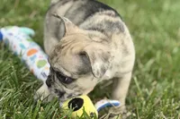 Sadie, a female French Bulldog for sale in Sturgis, MI – 6 of 10