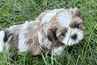 Irv, a male Shih Tzu for sale in Sturgis, MI – 3 of 6
