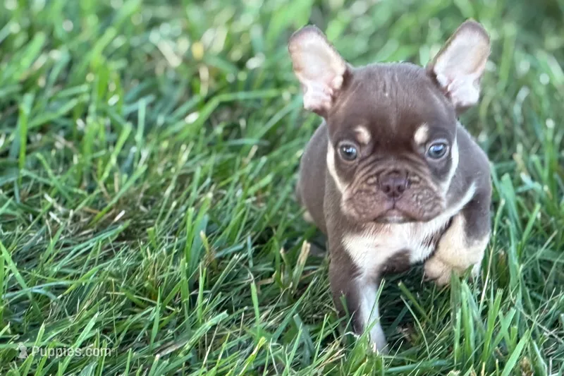 Akeem – French Bulldog puppy for sale in Sturgis, MI