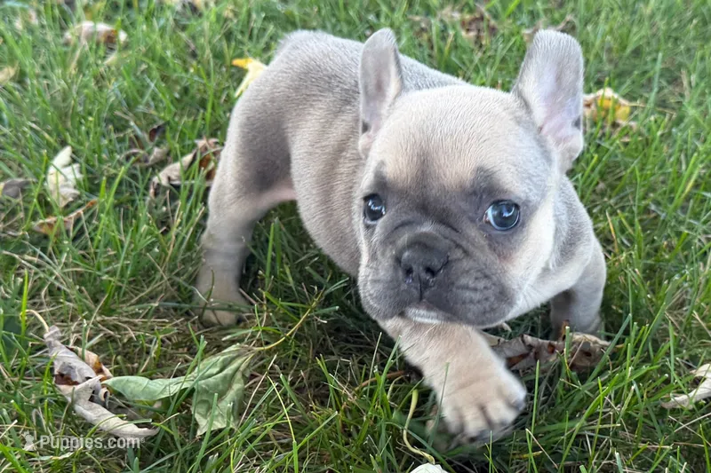 Nelly – French Bulldog puppy for sale in Sturgis, MI