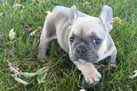 Nelly, a female French Bulldog for sale in Sturgis, MI – 1 of 10