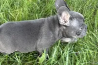 Neil, a male French Bulldog for sale in Sturgis, MI – 3 of 7