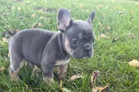 Noah, a male French Bulldog for sale in Sturgis, MI – 3 of 10