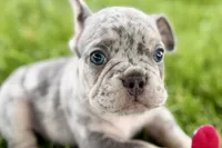 Tucker, a male French Bulldog for sale in Sturgis, MI – 1 of 10