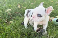 Ona , a female French Bulldog for sale in Sturgis, MI – 5 of 9