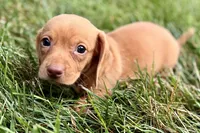 Wilson, a male Dachshund for sale in Sturgis, MI – 6 of 10