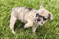 Sadie, a female French Bulldog for sale in Sturgis, MI – 7 of 10