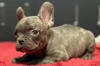 Dexter, a male French Bulldog for sale in Sturgis, MI – 6 of 10