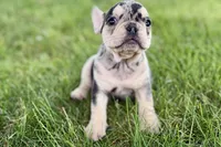 Abby, a female French Bulldog for sale in Sturgis, MI – 6 of 9