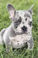 Zoey, a female French Bulldog for sale in Sturgis, MI – 1 of 10
