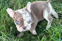 Albert , a male French Bulldog for sale in Sturgis, MI – 2 of 7
