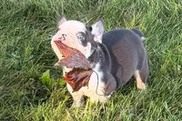 Chandler , a male French Bulldog for sale in Sturgis, MI – 2 of 10