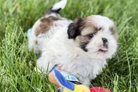 Velvet, a female Shih Tzu for sale in Sturgis, MI – 8 of 10