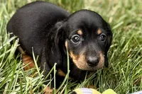 Winston, a male Dachshund for sale in Sturgis, MI – 5 of 10