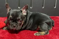 Yarma, a  French Bulldog for sale in Sturgis, MI – 3 of 6