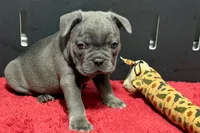 Lionel, a male French Bulldog for sale in Sturgis, MI – 7 of 10