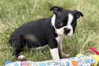 Nessa , a female Boston Terrier for sale in Sturgis, MI – 6 of 9