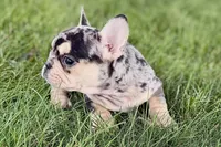 Abby, a female French Bulldog for sale in Sturgis, MI – 4 of 9