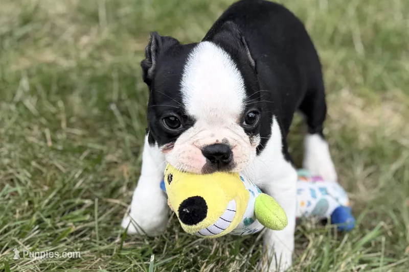 Libby – Boston Terrier puppy for sale in Sturgis, MI