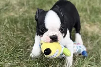 Libby, a female Boston Terrier for sale in Sturgis, MI – 1 of 10