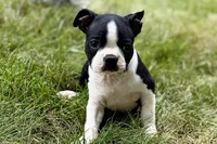 Nico, a female Boston Terrier for sale in Sturgis, MI – 9 of 9