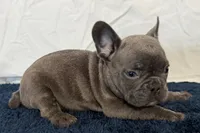 Fella, a male French Bulldog for sale in Sturgis, MI – 8 of 10