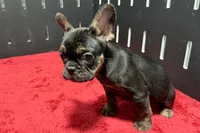 Yarma, a female French Bulldog for sale in Sturgis, MI – 4 of 10