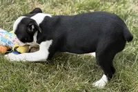 Libby, a female Boston Terrier for sale in Sturgis, MI – 6 of 10