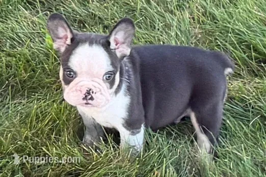 Chandler  – French Bulldog puppy for sale in Sturgis, MI
