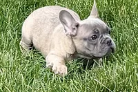 Elvis, a male French Bulldog for sale in Sturgis, MI – 4 of 10