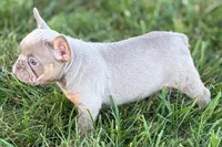 Babe, a female French Bulldog for sale in Sturgis, MI – 10 of 10