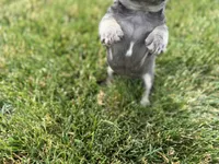 Emmy, a female French Bulldog for sale in Sturgis, MI – 4 of 8