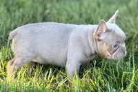 Babe, a female French Bulldog for sale in Sturgis, MI – 2 of 10