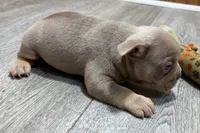Pistol, a male French Bulldog for sale in Sturgis, MI – 6 of 10