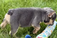 Zola, a female French Bulldog for sale in Sturgis, MI – 10 of 10