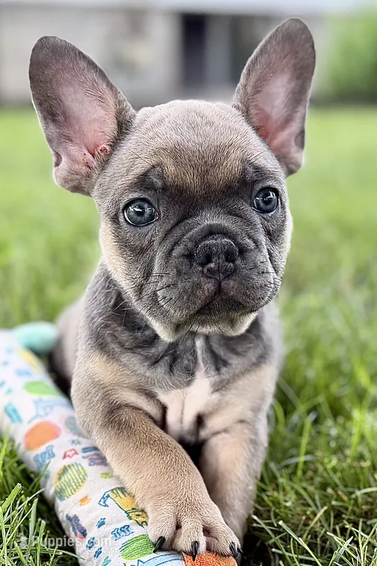 Star – French Bulldog puppy for sale in Sturgis, MI