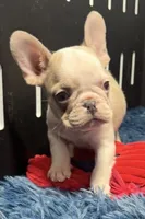Candi, a female French Bulldog for sale in Sturgis, MI – Photo 5 of 7